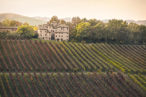 Castelvetro vineyards, Modena province, Emilia Romagna., Italy