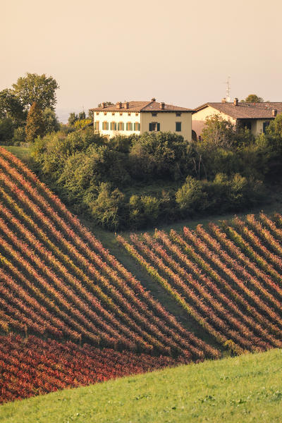 Castelvetro vineyards, Modena province, Emilia Romagna., Italy