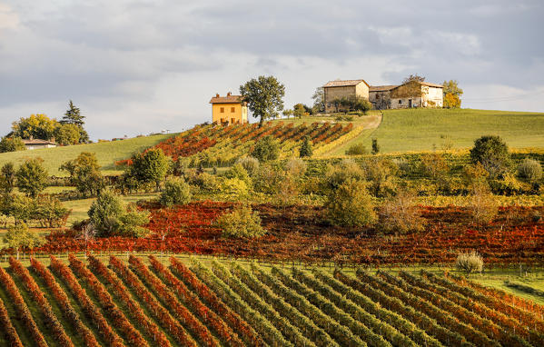 Castelvetro vineyards, Modena province, Emilia Romagna., Italy