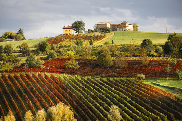 Castelvetro vineyards, Modena province, Emilia Romagna., Italy