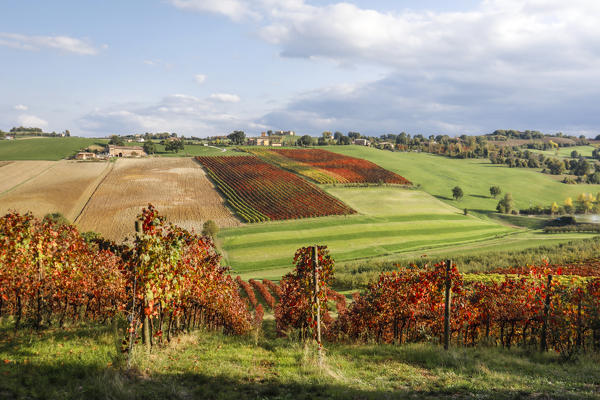 Castelvetro vineyards, Modena province, Emilia Romagna., Italy