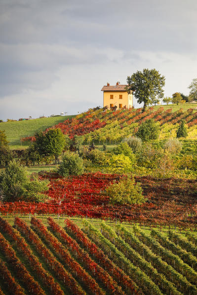 Castelvetro vineyards, Modena province, Emilia Romagna., Italy