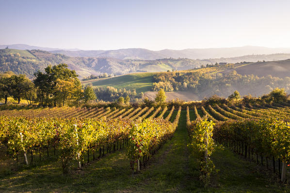 Serravalle Castle vineyards, Valsamoggia district, Bologna province, Italy.