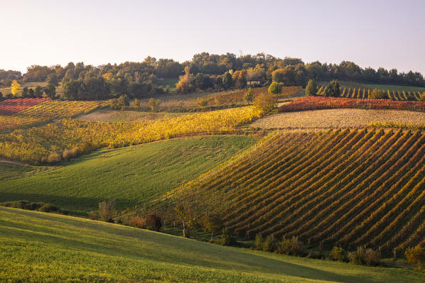 Levizzano Rangone scenery with vineyards, Levizzano Rangone, Castelvetro di Modena district, Modena province, Emilia Romagna, Italy.