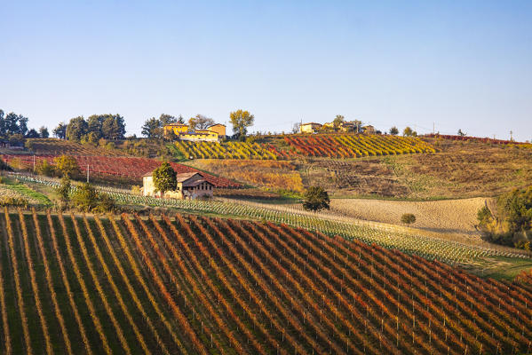 Levizzano Rangone scenery with vineyards, Levizzano Rangone, Castelvetro di Modena district, Modena province, Emilia Romagna, Italy.