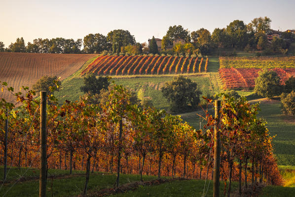 Levizzano Rangone scenery with vineyards, Levizzano Rangone, Castelvetro di Modena district, Modena province, Emilia Romagna, Italy.