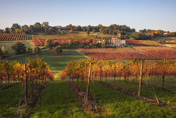 Levizzano Rangone scenery with vineyards, Levizzano Rangone, Castelvetro di Modena district, Modena province, Emilia Romagna, Italy.