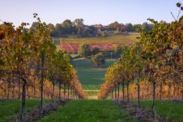 Levizzano Rangone scenery with vineyards, Levizzano Rangone, Castelvetro di Modena district, Modena province, Emilia Romagna, Italy.