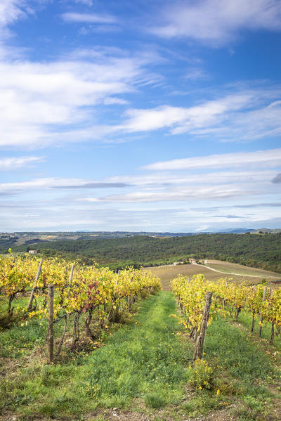 Sangiovese vineyards near Gaiole in Chianti, Florence province, Tuscany, Italy