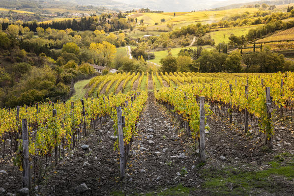 Sangiovese vineyards near Gaiole in Chianti, Florence province, Tuscany, Italy
