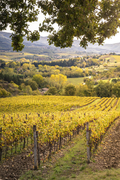 Sangiovese vineyards near Gaiole in Chianti, Florence province, Tuscany, Italy