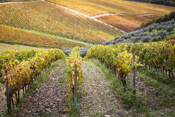 Sangiovese vineyards near Gaiole in Chianti, Florence province, Tuscany, Italy