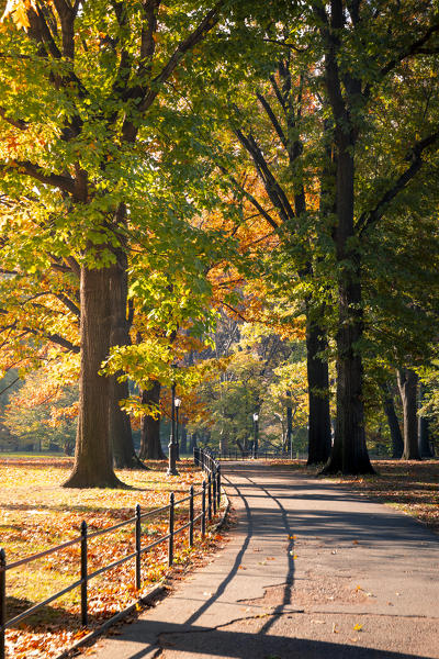 Central Park during autumn, Manhattan, New York, Usa