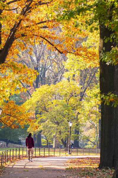 Central Park during autumn, Manhattan, New York, Usa