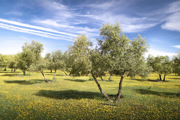 Agricultural landscape near Ronda, Andalusia, Spain.