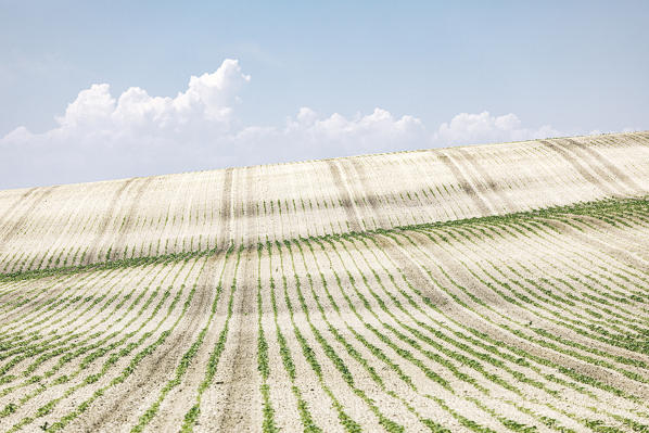 Agricultural landscape near Ronda, Andalusia, Spain.