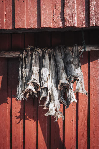 Dried cods, Lofoten Islands, Nordland, Norway.