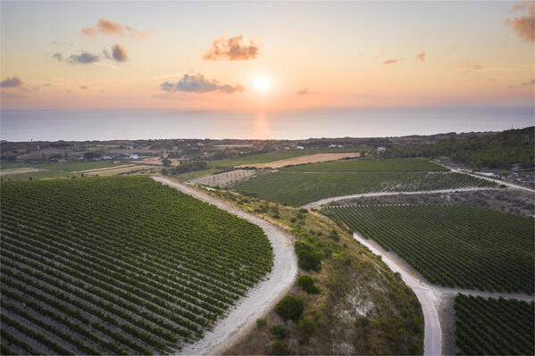 Vermentino wineyards near Sorso village, Sassari Province, Sardegna, Italy