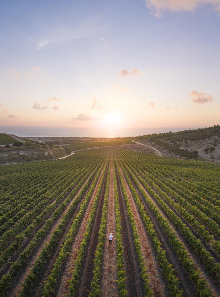 Vermentino wineyards near Sorso village, Sassari Province, Sardegna, Italy