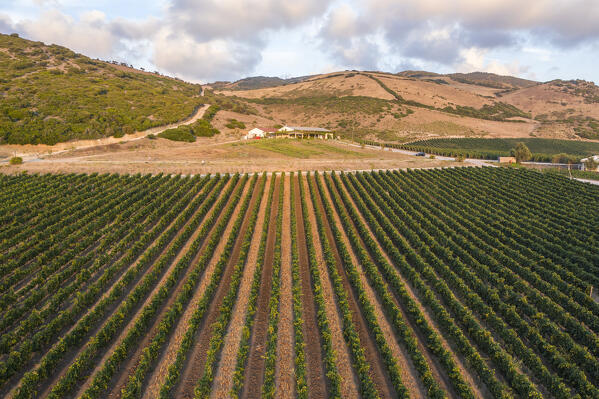 Vermentino wineyards near Sorso village, Sassari Province, Sardegna, Italy