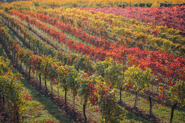 Lambrusco vineyards in Castelvetro di Modena. Castelvetro di Modena, Modena province, Emilia Romagna, Italy. 