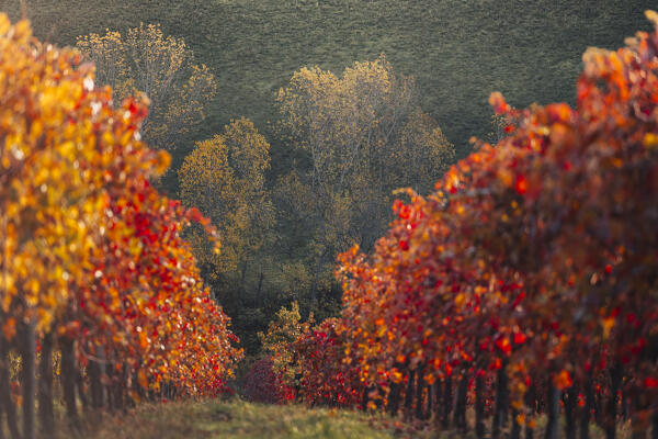 Lambrusco vineyards in Castelvetro di Modena. Castelvetro di Modena, Modena province, Emilia Romagna, Italy.