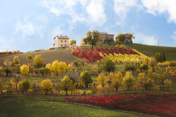 Lambrusco vineyards in Castelvetro di Modena. Castelvetro di Modena, Modena province, Emilia Romagna, Italy.