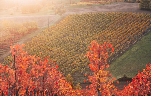 Lambrusco vineyards in Castelvetro di Modena. Castelvetro di Modena, Modena province, Emilia Romagna, Italy.
