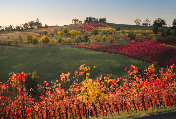Lambrusco vineyards in Castelvetro di Modena. Castelvetro di Modena, Modena province, Emilia Romagna, Italy. 