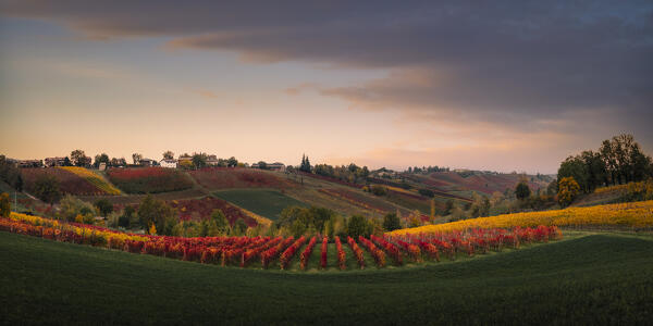 Lambrusco vineyards in Castelvetro di Modena. Castelvetro di Modena, Modena province, Emilia Romagna, Italy.