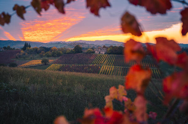Lambrusco vineyards in Castelvetro di Modena. Castelvetro di Modena, Modena province, Emilia Romagna, Italy.