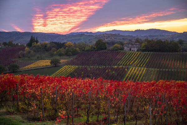 Lambrusco vineyards in Castelvetro di Modena. Castelvetro di Modena, Modena province, Emilia Romagna, Italy.