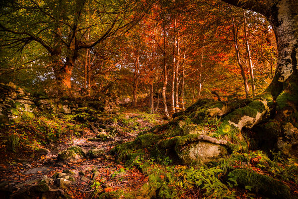 Bologna, Emilia Romagna, Italy. Appennino tosco emiliano during a very colorful autumn