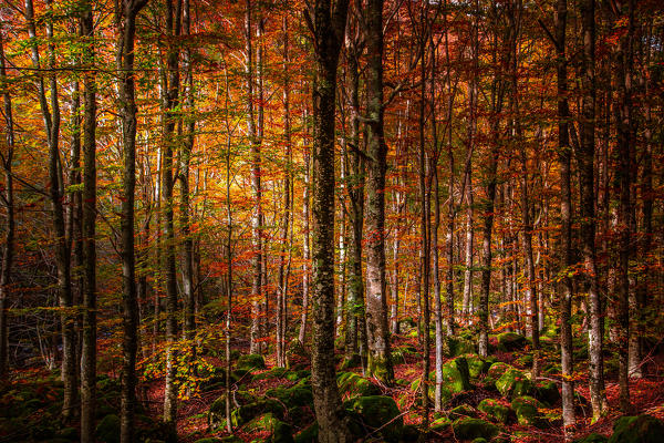 Bologna, Emilia Romagna, Italy. Dardagna river during a very colorful autumn