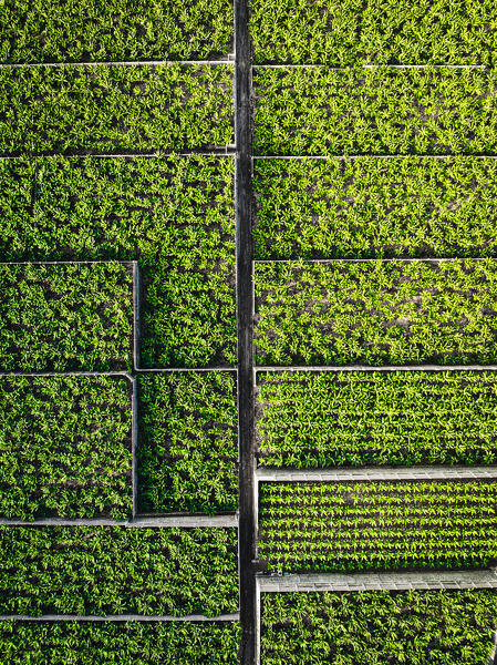 Bananas plantation. Tenerife, Canary Islands, Spain