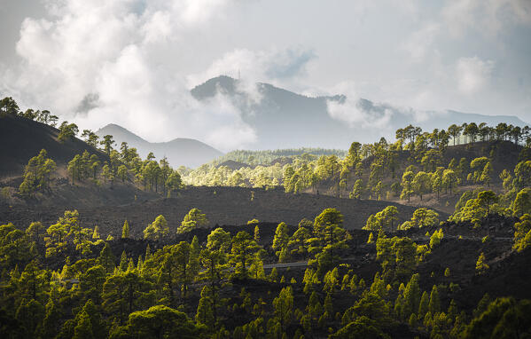Teide caldera with clouds and trees. Tenerife, Canary Islands, Spain