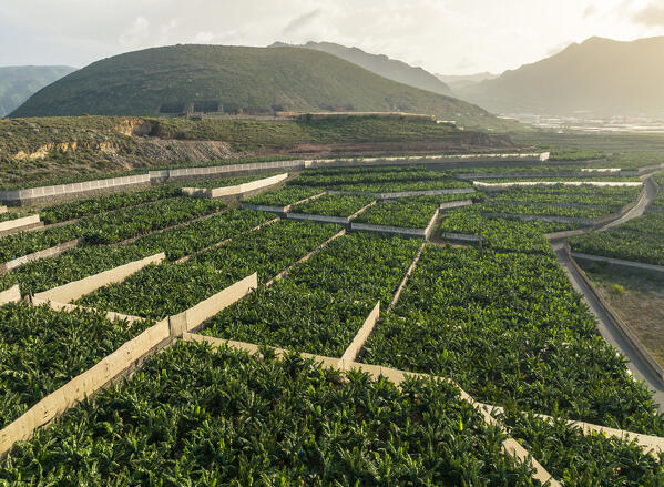 Aerial view oh bananas plantation. Tenerife, Canary islands, Spain.