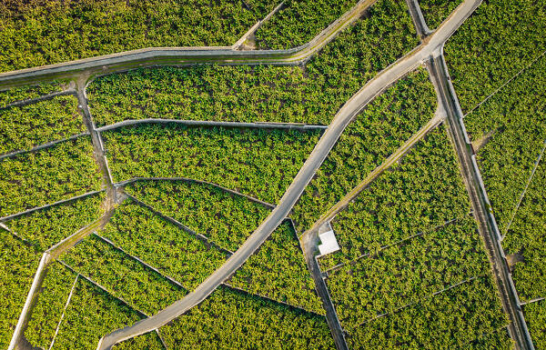 Aerial view oh bananas plantation. Tenerife, Canary islands, Spain.