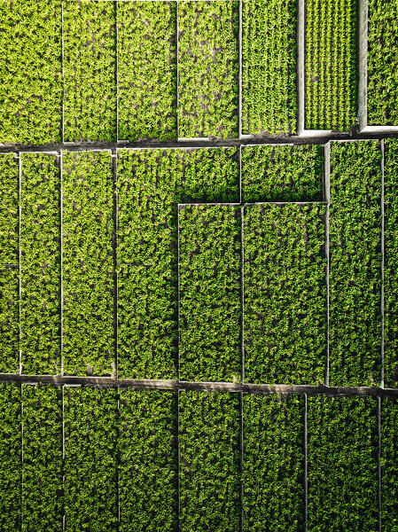 Aerial view oh bananas plantation. Tenerife, Canary islands, Spain.