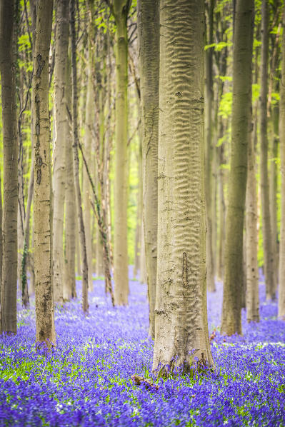 Bluebells into the Halle Forest, Halle, Bruxelles, Flandres, Belgium