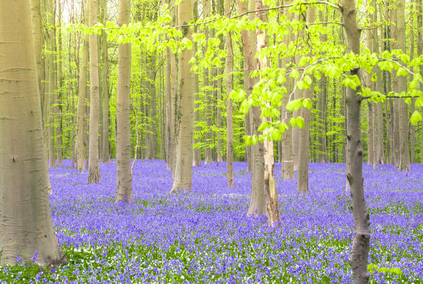 Bluebells into the Halle Forest, Halle, Bruxelles, Flandres, Belgium