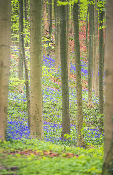 Bluebells into the Halle Forest, Halle, Bruxelles, Flandres, Belgium