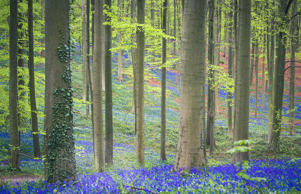 Bluebells into the Halle Forest, Halle, Bruxelles, Flandres, Belgium