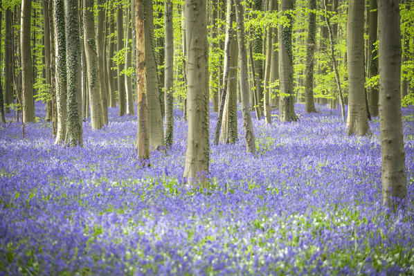 Bluebells into the Halle Forest, Halle, Bruxelles, Flandres, Belgium