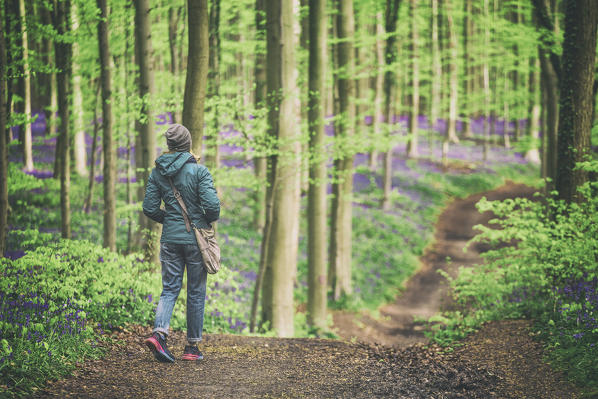 Bluebells into the Halle Forest, Halle, Bruxelles, Flandres, Belgium