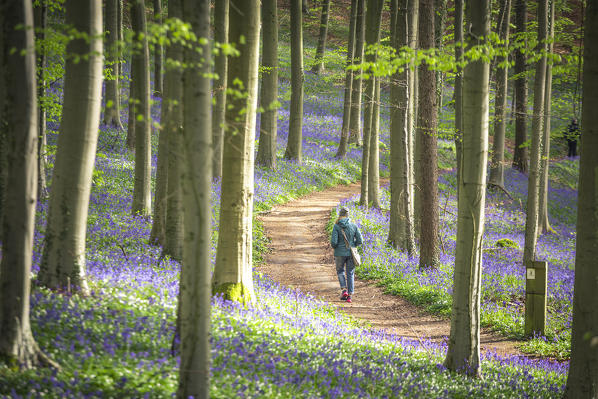 Bluebells into the Halle Forest, Halle, Bruxelles, Flandres, Belgium