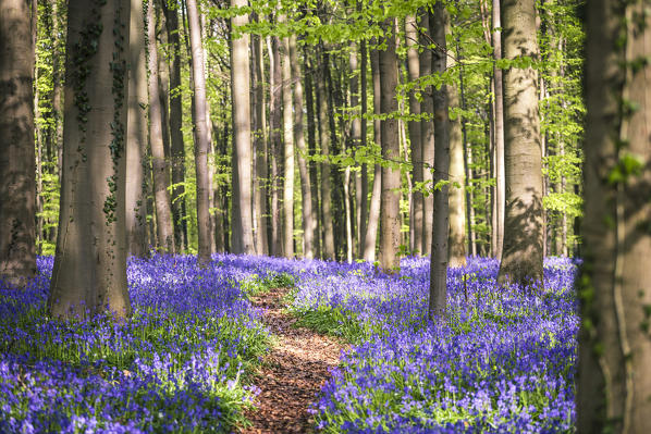 Bluebells into the Halle Forest, Halle, Bruxelles, Flandres, Belgium
