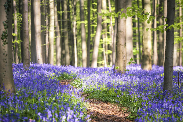 Bluebells into the Halle Forest, Halle, Bruxelles, Flandres, Belgium