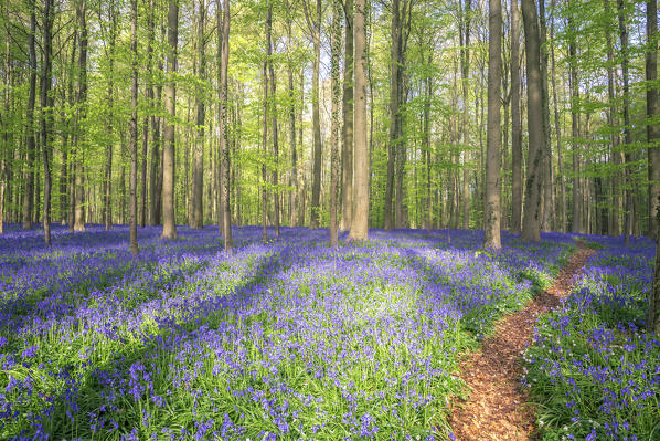 Bluebells into the Halle Forest, Halle, Bruxelles, Flandres, Belgium