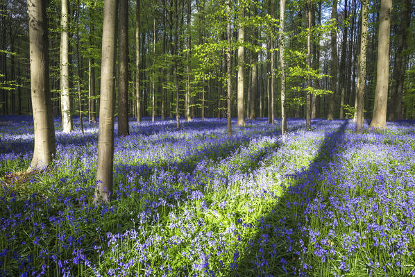 Bluebells into the Halle Forest, Halle, Bruxelles, Flandres, Belgium